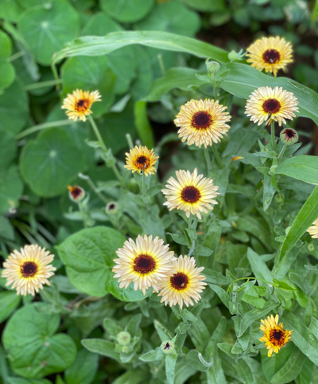 Calendula in Skincare: Nature's Secret for Radiant Skin