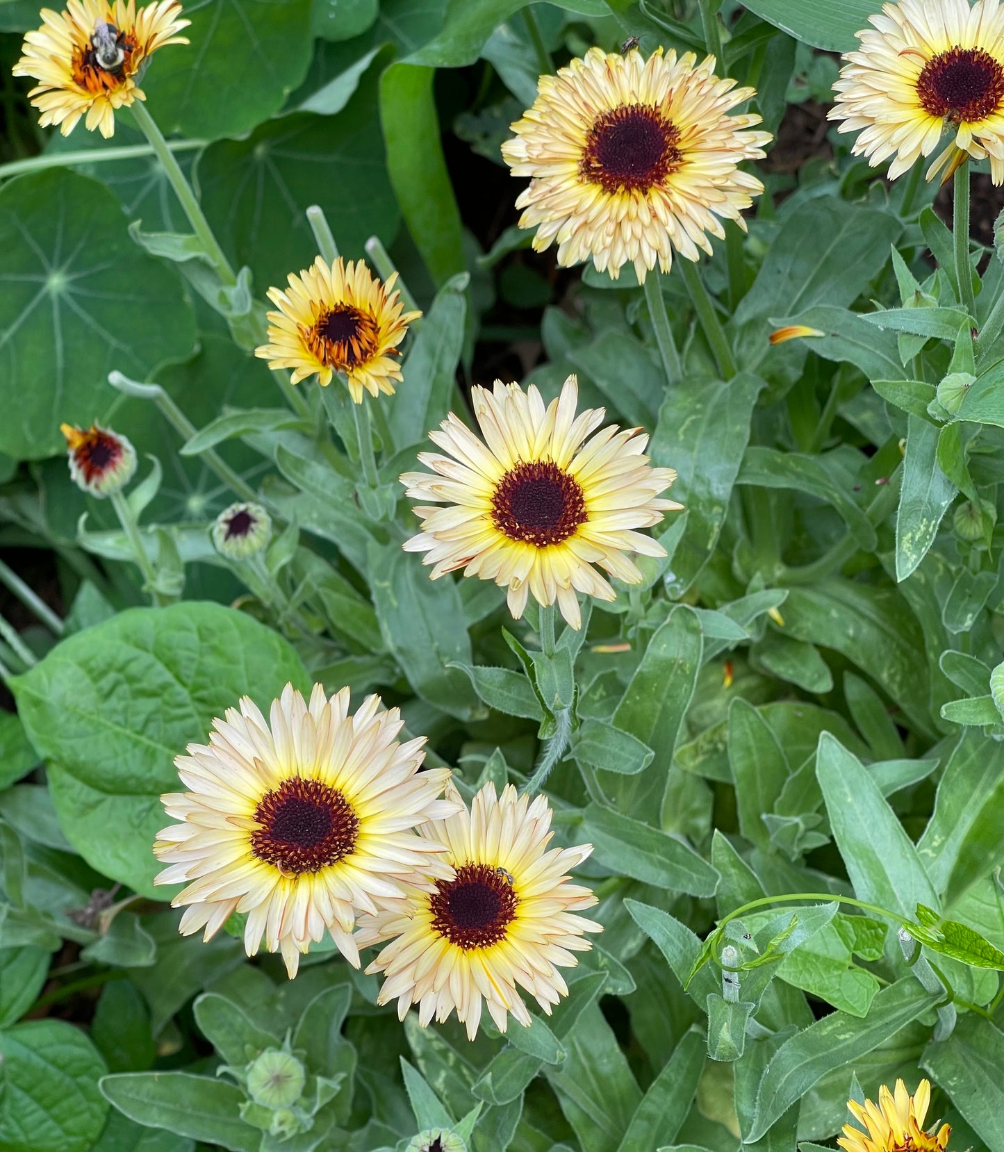 photo looking down on  an array of calendula flowers in a garden on of the flowers has a bee on it.